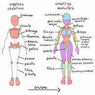 Image result for Basic Body Sketches