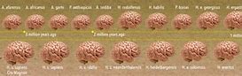 Image result for Brain Shrinking Evolution
