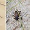 Image result for Black and Yellow Crickets