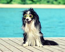 Image result for Cool Dog with Glasses