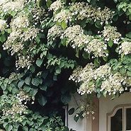 Image result for Hydrangea petiolaris