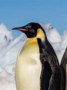 Image result for Penguin National Geographic