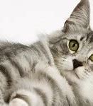Image result for 4K Cat Wallpapers