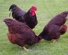 Image result for Ayam Rhode Island Red