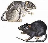 Image result for A Plague of Rats