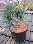 Image result for Pinus strobus Smokey Hollow