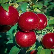 Image result for Empire Apple Tree