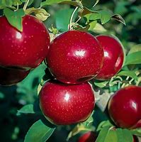 Image result for Empire Apple Tree Pollinators