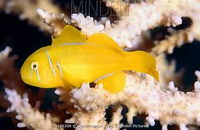 Image result for Citron Goby