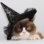 Image result for Grumpy Cat Halloween Costume