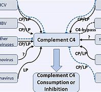 Image result for C4 Complement
