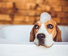 Image result for Dog Taking Bath