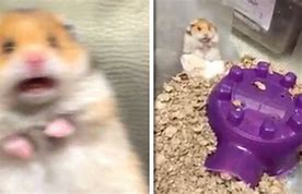 Image result for Scared Hamster Meme