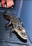 Image result for Alligator Looking Dinosaurs