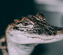 Image result for Crocodile Babies