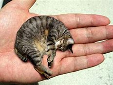 Image result for Smallest Fattest Cat in the World