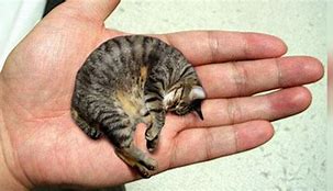 Image result for Smallest Cat in the World
