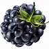 Image result for BlackBerry Clip Art