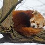 Image result for Fotky Animals