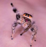 Image result for Jumping Spider Habitat