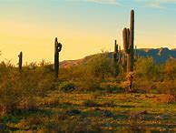 Image result for Arizona Desert Cactus Pattern