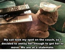 Image result for Cat Google's Spot On Couch Meme