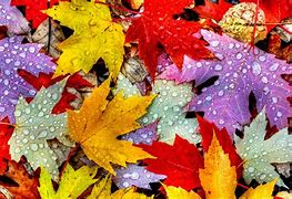 Image result for Fall Wallpaper Autumn Leaves