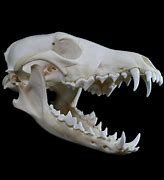 Image result for Animal Jawbone