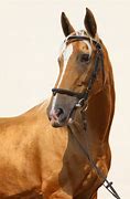 Image result for Thoroughbred Horse in a Paddock