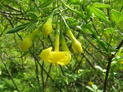 Image result for Common Jasmine Plant