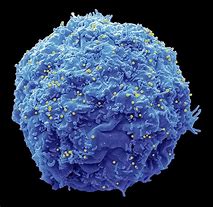 Image result for Aids Cell