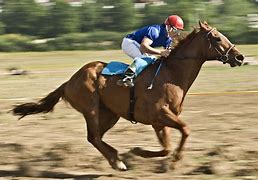 Image result for Race Horse Toy