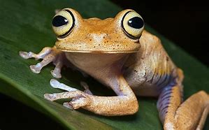 Image result for Tree Frog Face