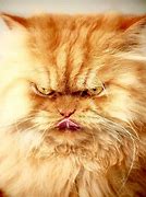 Image result for Angry Cat at Vet