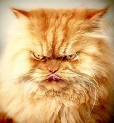 Image result for Grumpy Cat No Meme