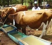 Image result for The Best Cow in Kenya