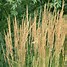 Image result for calamagrostis