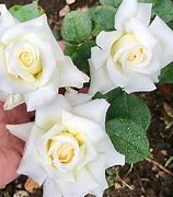 Image result for Hybrid Tea Rose Midas Touch