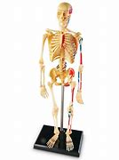 Image result for Human Skeleton Model Toy