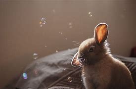 Image result for Funny Rabbit Wallpaper