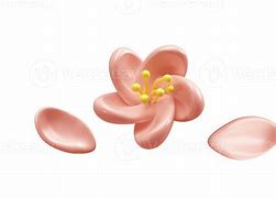 Image result for Sakura Flower Emoji Transparent