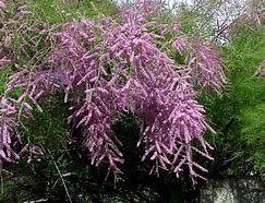 Image result for Tamarix ramosissima Pink Cascade