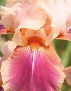 Image result for Iris germanica Howard Weed