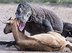 Image result for What Eats Komodo Dragons