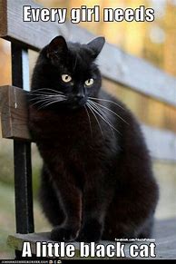 Image result for Crazy Black Cat Meme