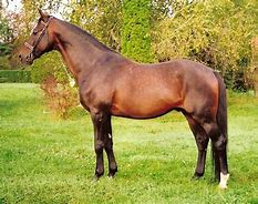 Image result for Hungarian Warmblood Horse