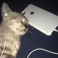 Image result for Cat PFP Spotify 300X300