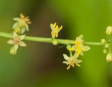Image result for Bursera Simaruba Flowers