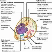 Image result for Cell Biology Textbook