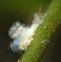 Image result for Small Green Cricket Like Pests On My Plant